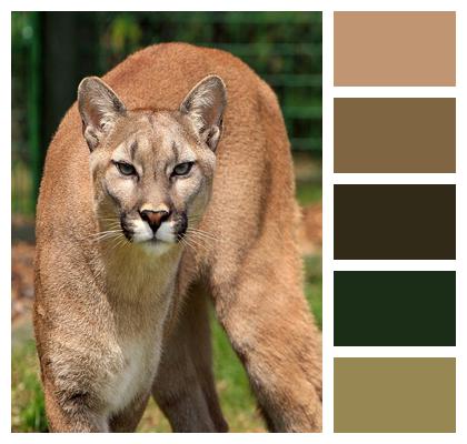 Puma Concolor Cougar Mountain Lion Image